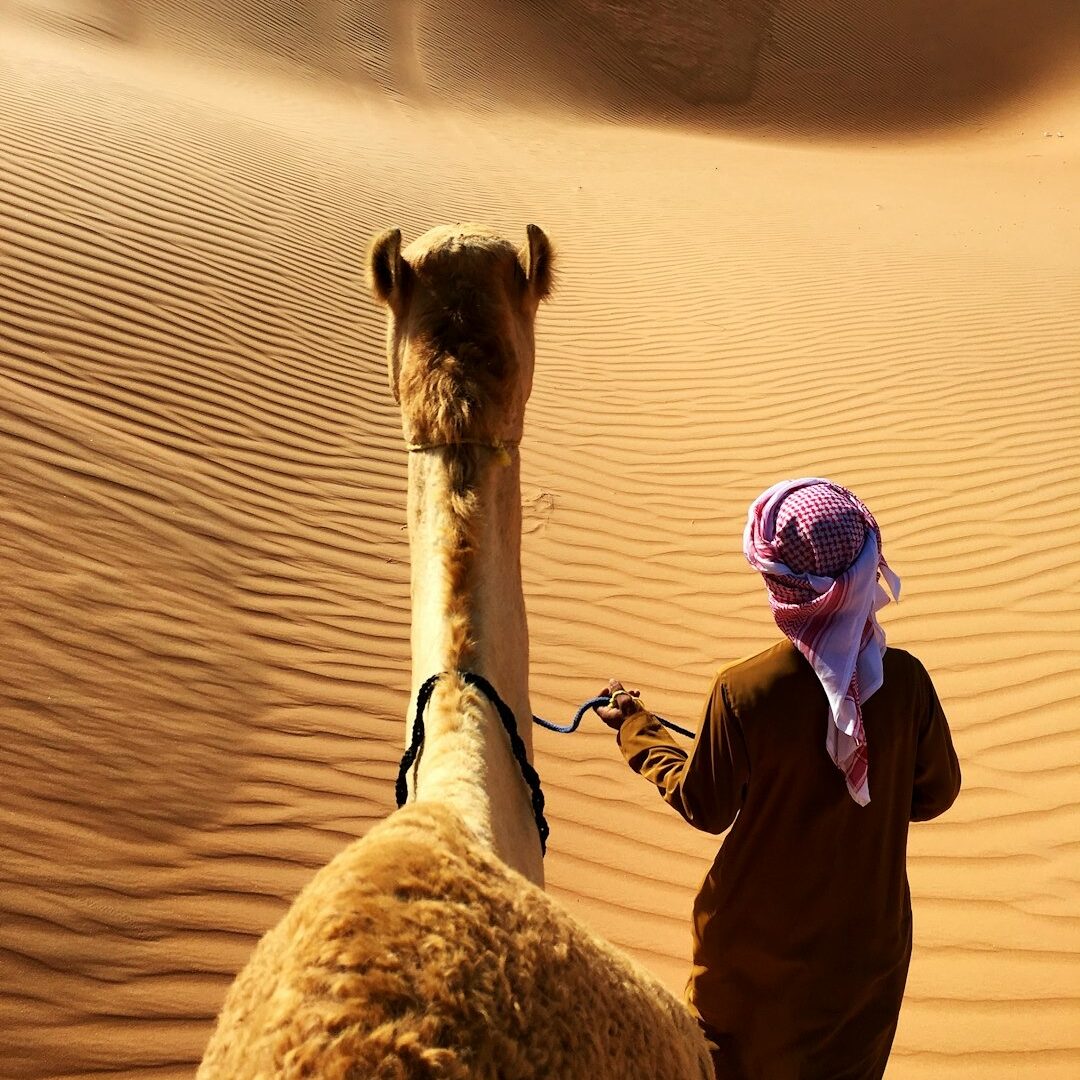 camel trecking walk with camel man in dunes