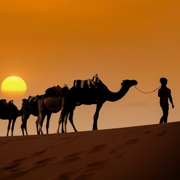 Camel trips in the dunes of sahara desert in merzouga 