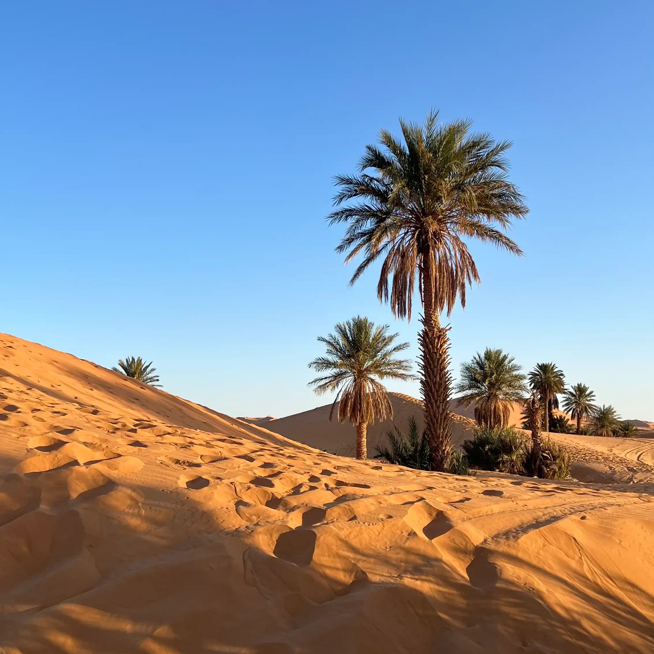 the dunes with palms in sahara desert 